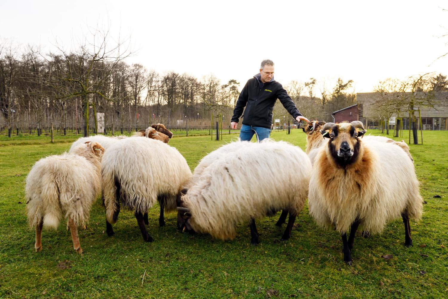 Carlos Faes mit Schafen auf einer Weide - Philips Fruittuin - Rijp - Brabant Brand Box