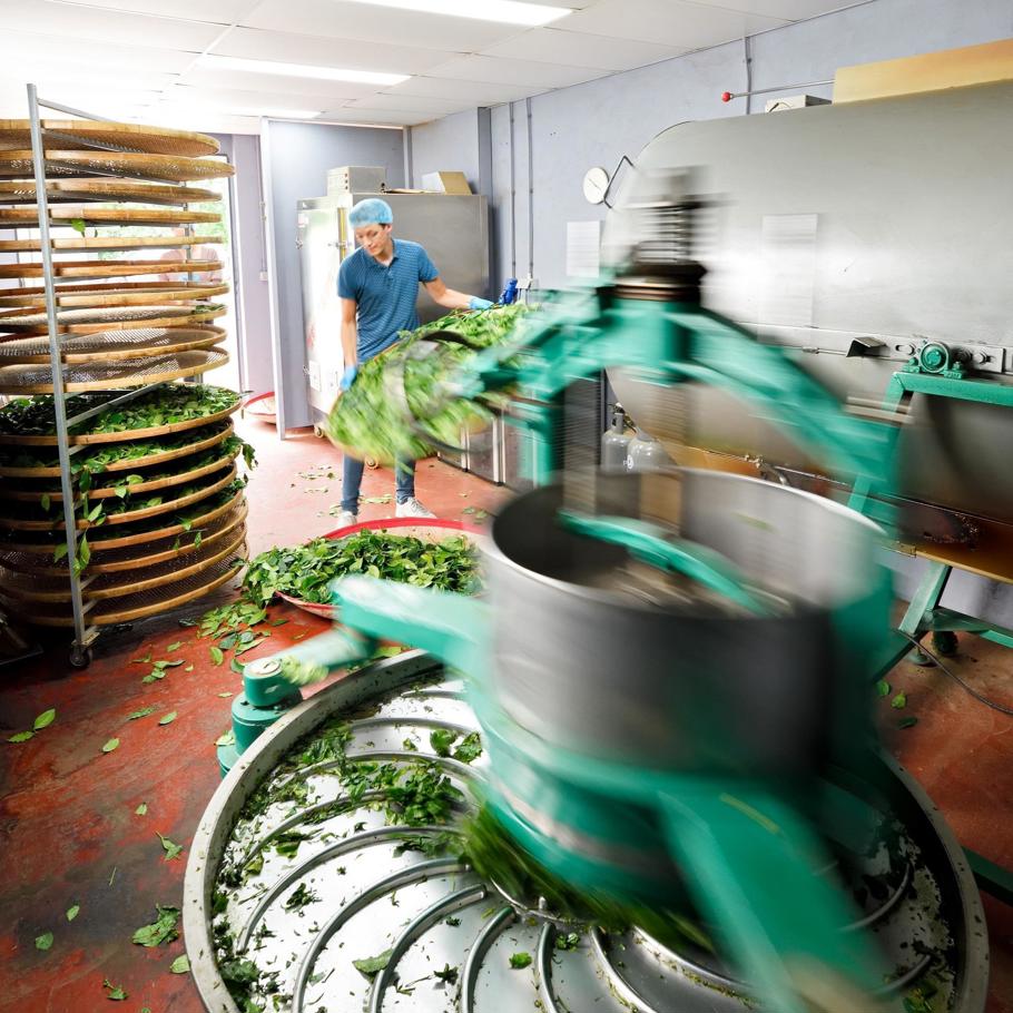 Production of tea at LocalTea Zundert - Brabant Brand Box
