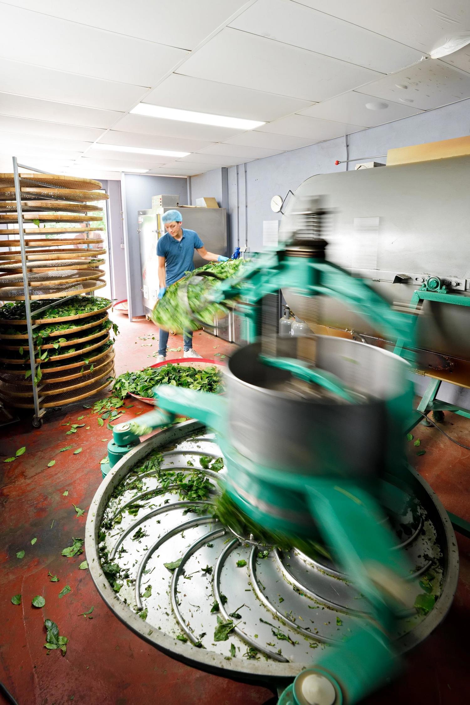 De productie van thee bij LocalTea Zundert - Brabant Brand Box