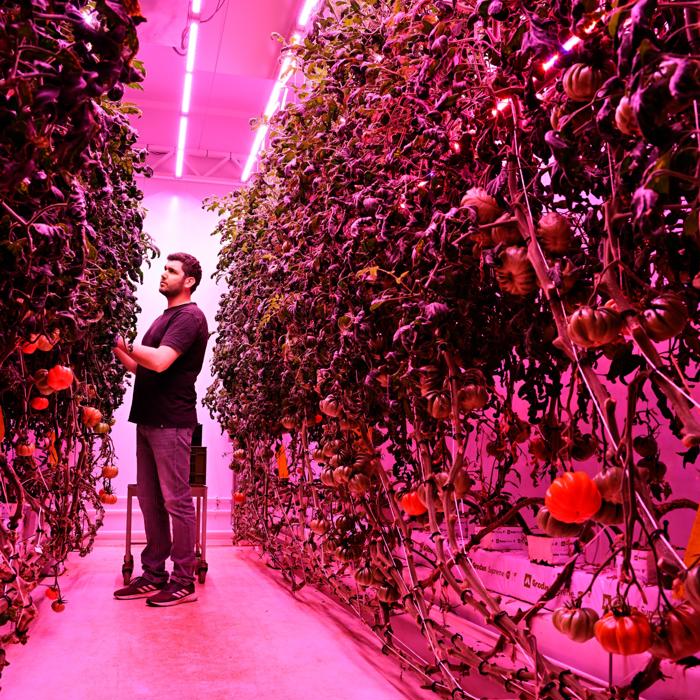 GrowWise uses vertical farming to grow tomatoes | Brabant Brand Box