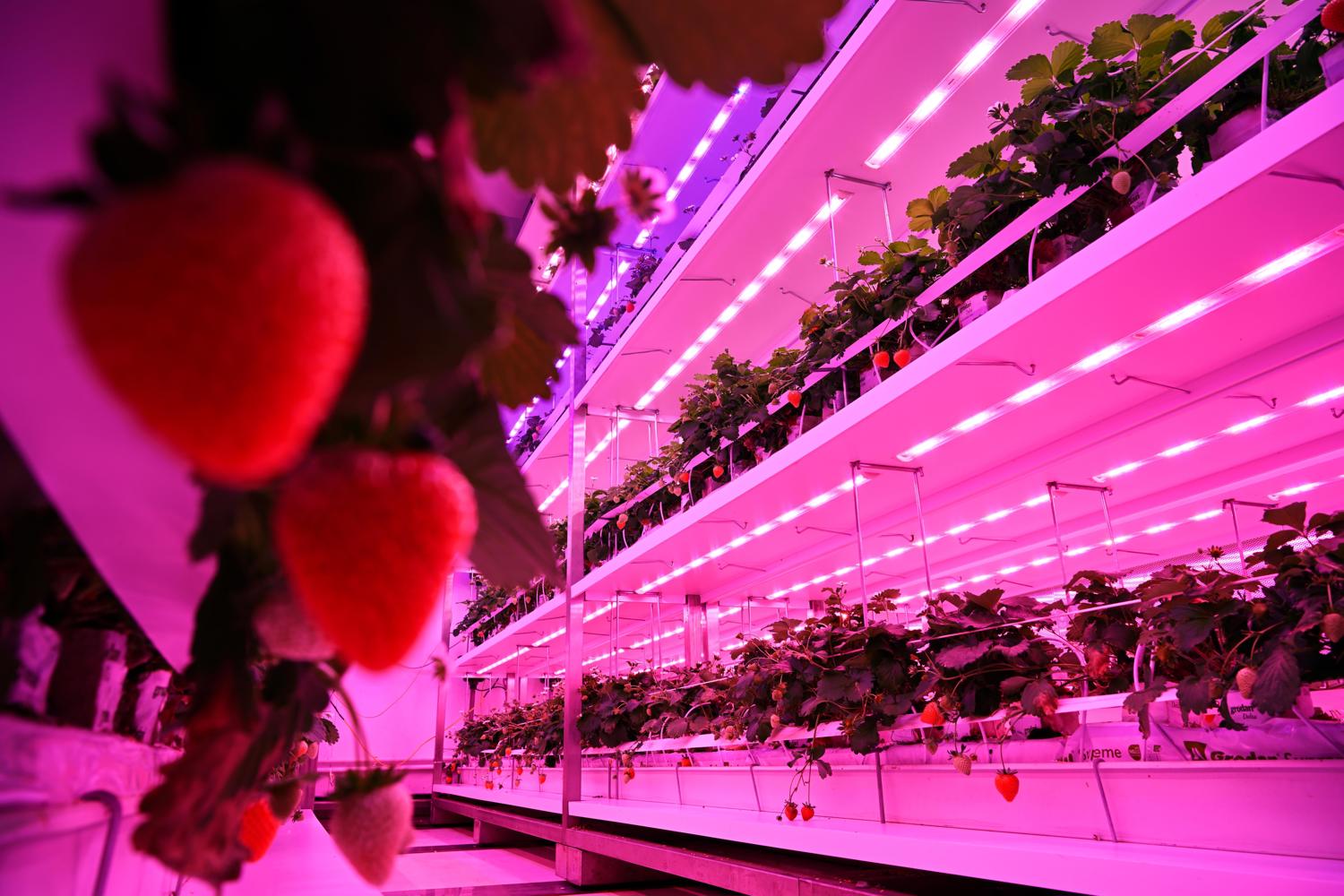 GrowWise testet Farbunterschiede bei Erdbeeren | Brabant Brand Box