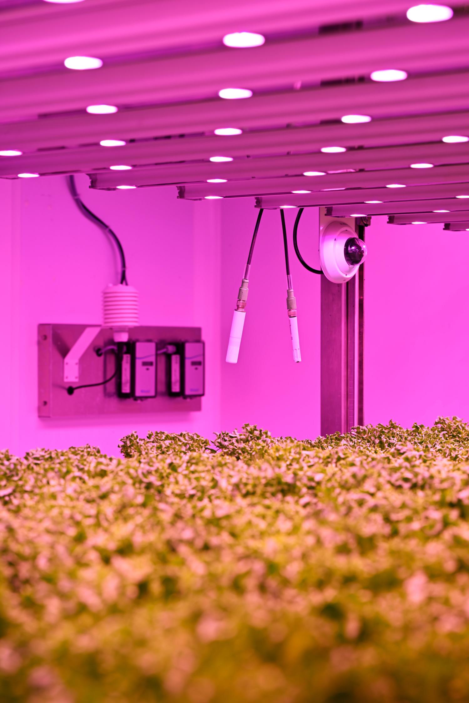 Sensoren boven de planten van GrowWise | Brabant Brand Box